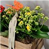 CAJA DE KALANCHOES