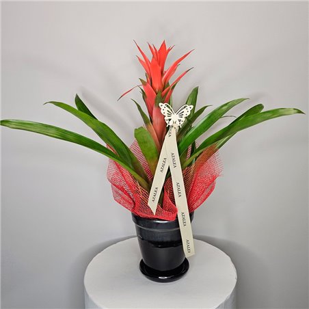 GUZMANIA