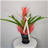 GUZMANIA