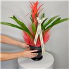 GUZMANIA