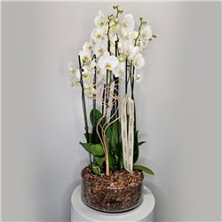 CENTRO DE PHALAENOPSIS BLANCAS