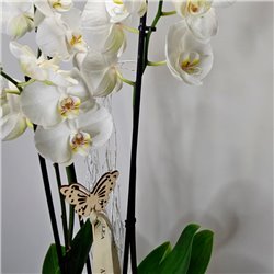 PLANTA DE ORQUIDEA BLANCA