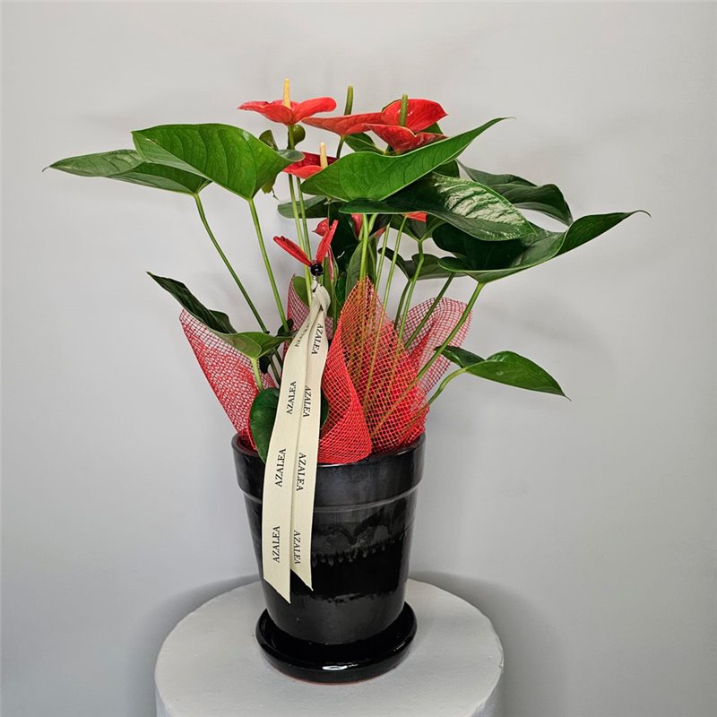 PLANTA DE ANTHURIUM