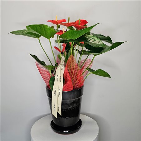 PLANTA DE ANTHURIUM