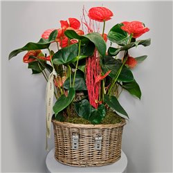 CESTA DE ANTHURIUM