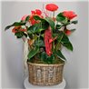 CESTA DE ANTHURIUM