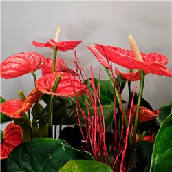 CESTA DE ANTHURIUM