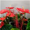 CESTA DE ANTHURIUM