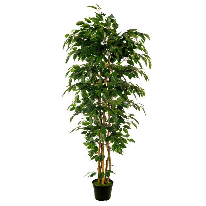 FICUS 180