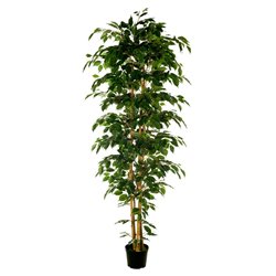 FICUS 210