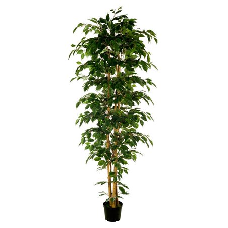 FICUS 210