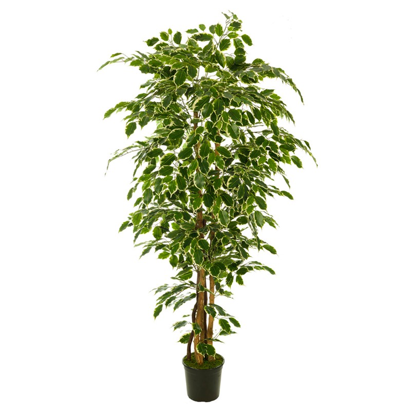 FICUS VARIEGATA 210