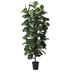 FICUS LIRATA