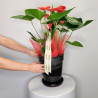 PLANTA DE ANTHURIUM