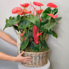 CESTA DE ANTHURIUM