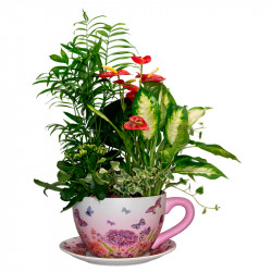 TAZA DE PLANTAS