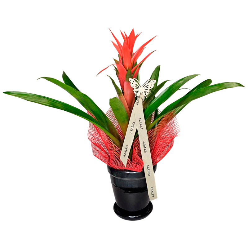 GUZMANIA