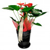 PLANTA DE ANTHURIUM