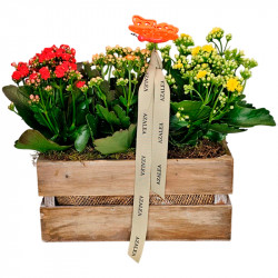 CAJA DE KALANCHOES