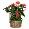 CESTA DE ANTHURIUM