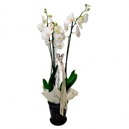 PLANTA DE ORQUIDEA BLANCA